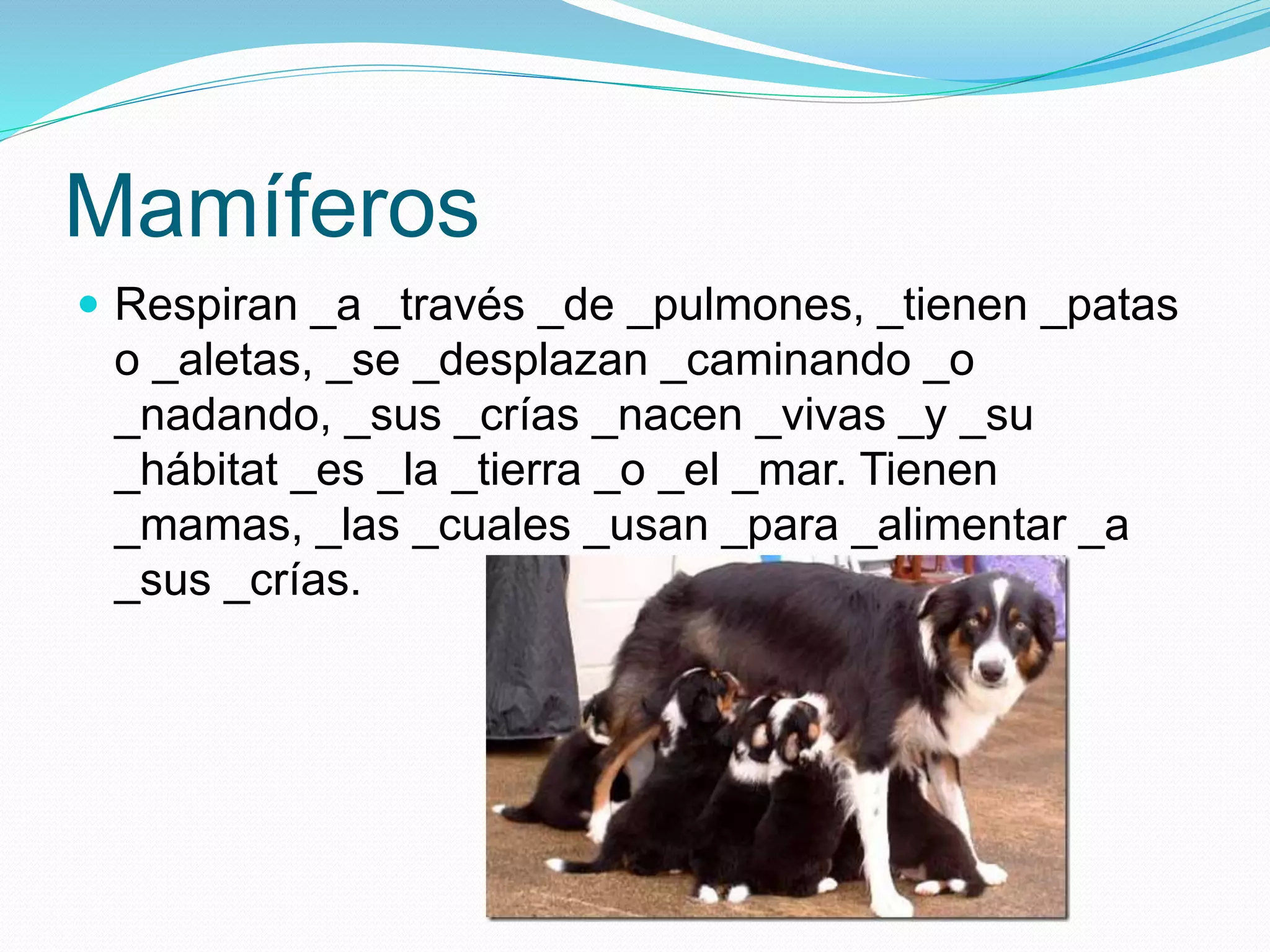 Mamíferos
Respiran _a _través _de _pulmones, _tienen _patas
o _aletas, _se _desplazan _caminando _o
_nadando, _sus _crías _nacen _vivas _y _su
_hábitat _es _la _tierra _o _el _mar. Tienen
_mamas, _las _cuales _usan _para _alimentar _a
_sus _crías.