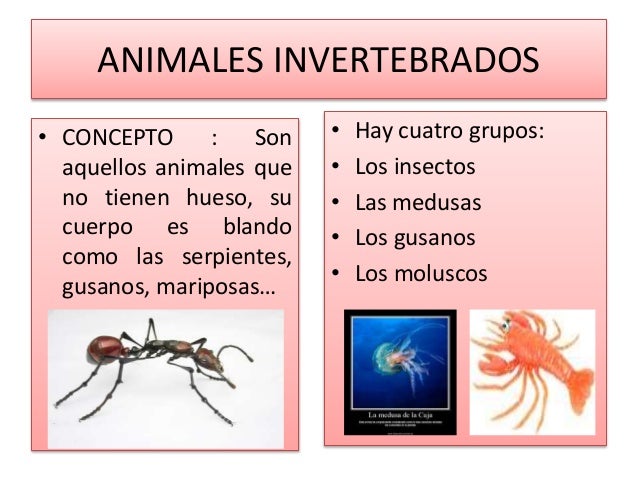 Animales vertebrados