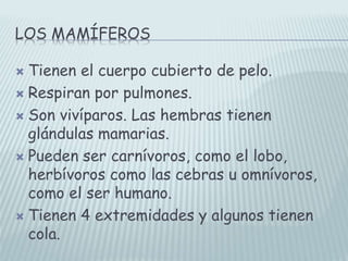 LOS MAMÍFEROS
 Tienen el cuerpo cubierto de pelo.
 Respiran por pulmones.
 Son vivíparos. Las hembras tienen
glándulas mamarias.
 Pueden ser carnívoros, como el lobo,
herbívoros como las cebras u omnívoros,
como el ser humano.
 Tienen 4 extremidades y algunos tienen
cola.
 