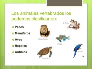 Los animales vertebrados los
podemos clasificar en:
 Peces
 Mamiferos
 Aves
 Reptiles
 Anfibios
 