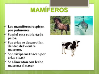 MAMÍFEROS
 Los mamíferos respiran
por pulmones.
 Su piel esta cubierta de
pelos.
 Sus crias se desarrollan
dentro del vientre
materno.
 Son vivíparos (nacen por
crías vivas)
 Se alimentan con leche
materna al nacer.
 
