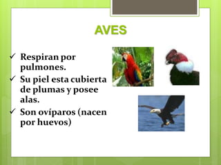 AVES
 Respiran por
pulmones.
 Su piel esta cubierta
de plumas y posee
alas.
 Son ovíparos (nacen
por huevos)
 