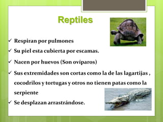 Reptiles
 Respiran por pulmones
 Su piel esta cubierta por escamas.
 Nacen por huevos (Son ovíparos)
 Sus extremidades son cortas como la de las lagartijas ,
cocodrilos y tortugas y otros no tienen patas como la
serpiente
 Se desplazan arrastrándose.
 
