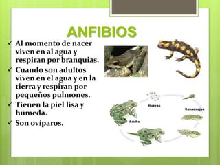 ANFIBIOS
 Al momento de nacer
viven en al agua y
respiran por branquias.
 Cuando son adultos
viven en el agua y en la
tierra y respiran por
pequeños pulmones.
 Tienen la piel lisa y
húmeda.
 Son ovíparos.
 