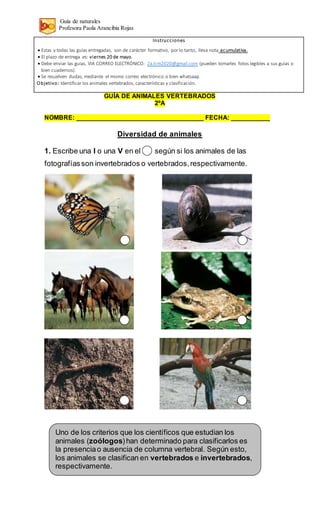 Guía de naturales
Profesora Paola Arancibia Rojas
GUÍA DE ANIMALES VERTEBRADOS
2ºA
NOMBRE: ____________________________________ FECHA: ___________
Diversidad de animales
1. Escribe una I o una V en el según si los animales de las
fotografíasson invertebrados o vertebrados,respectivamente.
Instrucciones
 Estas y todas las guías entregadas, son de carácter formativo, por lo tanto, lleva nota acumulativa.
 El plazo de entrega es: viernes 20 de mayo.
 Debe enviar las guías, VIA CORREO ELECTRÓNICO: 2a.lcm2020@gmail.com (pueden tomarles fotos legibles a sus guías o
bien cuadernos).
 Se resuelven dudas, mediante el mismo correo electrónico o bien whatsaap.
Objetivo: Identificar los animales vertebrados, características y clasificación.
Uno de los criterios que los científicos que estudian los
animales (zoólogos)han determinado para clasificarlos es
la presenciao ausencia de columna vertebral. Según esto,
los animales se clasifican en vertebrados e invertebrados,
respectivamente.
 