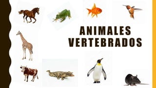 ANIMALES
VERTEBRADOS
 