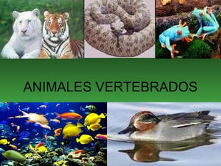ANIMALES VERTEBRADOS 