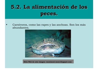 5.2. La alimentación de los5.2. La alimentación de los
peces.peces.
• Carnívoros, como las rapes y las anchoas. Son los más
abundantes.
Sitio Web de esta imagen: monimoni-moni.blogspot.com
 