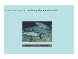 • Herbívoros, como las lisas y algunos salmones.
Sitio Web de esta imagen :fortunecity.es
 