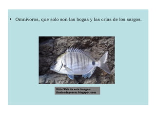 • Omnívoros, que solo son las bogas y las crías de los sargos.
Sitio Web de esta imagen:
ilusiondepescar.blogspot.com
 