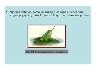 • Algunos anfibios, como las ranas y los sapos, tienen una
lengua pegajosa y muy larga con la que capturan sus presas.
Sitio Web de esta imagen: calimbre.blogspot.com
 