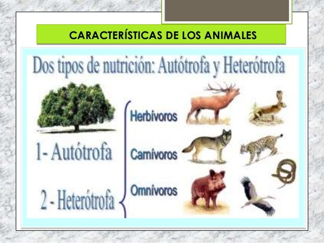 Resultado de imagen para caracteristicas de los animales