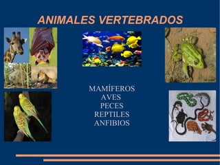 ANIMALES VERTEBRADOS
MAMÍFEROS
AVES
PECES
REPTILES
ANFIBIOS
 