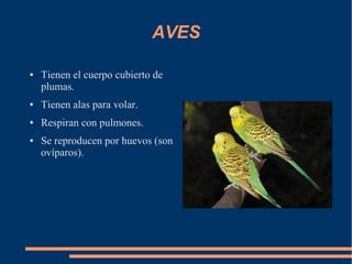 AVES
● Tienen el cuerpo cubierto de
plumas.
● Tienen alas para volar.
● Respiran con pulmones.
● Se reproducen por huevos (son
ovíparos).
 