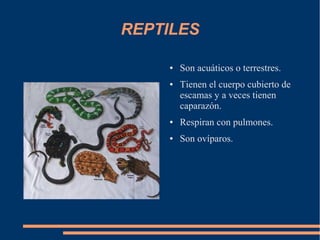 REPTILES
● Son acuáticos o terrestres.
● Tienen el cuerpo cubierto de
escamas y a veces tienen
caparazón.
● Respiran con pulmones.
● Son ovíparos.
 