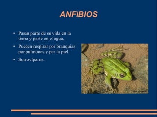 ANFIBIOS
● Pasan parte de su vida en la
tierra y parte en el agua.
● Pueden respirar por branquias
por pulmones y por la piel.
● Son ovíparos.
 