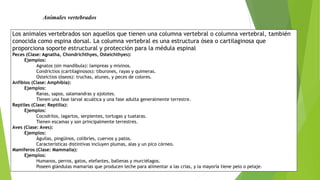 animales vertebrados y las 5 especies importantes | PPTX