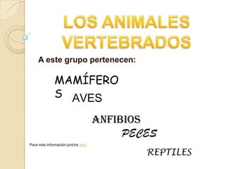 LOS ANIMALES VERTEBRADOS A este grupo pertenecen: MAMÍFEROS AVES ANFIBIOS PECES Para más información pincha aquí REPTILES 