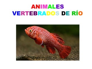 ANIMALES
VERTEBRADOS DE RÍO

 