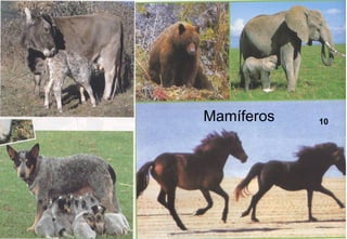 Mamíferos   10




      10
 