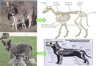 Vertebrados   10




       11
 