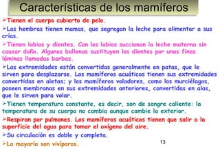 Características de los mamíferos
     Características de los mamíferos
Tienen el cuerpo cubierto de pelo.
Las hembras tienen mamas, que segregan la leche para alimentar a sus
crías.
Tienen labios y dientes. Con los labios succionan la leche materna sin
causar daño. Algunas ballenas sustituyen los dientes por unas finas
láminas llamadas barbas.
Las extremidades están convertidas generalmente en patas, que le
sirven para desplazarse. Los mamíferos acuáticos tienen sus extremidades
convertidas en aletas; y los mamíferos voladores, como los murciélagos,
poseen membranas en sus extremidades anteriores, convertidas en alas,
que le sirven para volar.
Tienen temperatura constante, es decir, son de sangre caliente: la
temperatura de su cuerpo no cambia aunque cambie la exterior. 
Respiran por pulmones. Los mamíferos acuáticos tienen que salir a la
superficie del agua para tomar el oxígeno del aire.
Su circulación es doble y completa.
La mayoría son vivíparos.                              13
 