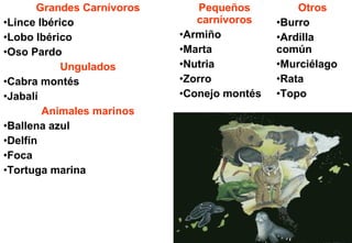 Grandes Carnívoros       Pequeños          Otros
•Lince Ibérico                 carnívoros     •Burro
•Lobo Ibérico               •Armiño           •Ardilla
•Oso Pardo                  •Marta            común
            Ungulados       •Nutria           •Murciélago
•Cabra montés               •Zorro            •Rata
•Jabalí                     •Conejo montés    •Topo
        Animales marinos
•Ballena azul
•Delfín
•Foca
•Tortuga marina




                                         14
 