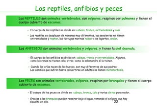 Los reptiles, anfibios y peces
Los REPTILES son animales vertebrados, son ovíparos, respiran por pulmones y tienen el
cuerpo cubierto de escamas.

     - El cuerpo de los reptiles se divide en: cabeza, tronco, extremidades y cola.

     - Los reptiles se desplazan de maneras muy diferentes, las serpientes no tienen
       extremidades y reptan, las tortugas marinas nadan y los lagartos, andan.


Los ANFIBIOS son animales vertebrados y ovíparos, y tienen la piel desnuda.

      - El cuerpo de los anfibios se divide en: cabeza, tronco y extremidades. Algunos,
        como las ranas no tienen cola; otros, como la salamandra sí la tienen.

      - Cuando las crías nacen de los huevos, son muy diferentes de sus padres.
        Los cambios que sufren hasta convertirse en adultos se llaman metamorfosis.



Los PECES son animales vertebrados, ovíparos, respiran por branquias y tienen el cuerpo
cubierto de escamas.

     - El cuerpo de los peces se divide en: cabeza, tronco, cola y varias aletas para nadar.

     - Gracias a las branquias pueden respirar bajo el agua, tomando el oxígeno que hay
       disuelto en ella.                                                     22
 