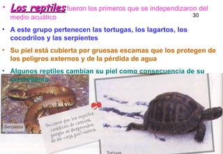• Los reptiles fueron los primeros que se independizaron del
  medio acuático                                            30

• A este grupo pertenecen las tortugas, los lagartos, los
  cocodrilos y las serpientes
• Su piel está cubierta por gruesas escamas que los protegen de
  los peligros externos y de la pérdida de agua
• Algunos reptiles cambian su piel como consecuencia de su
  crecimiento




                                                 26
 