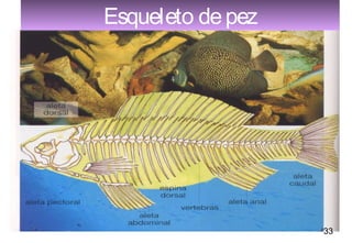 Esqueleto de pez




               29   33
 