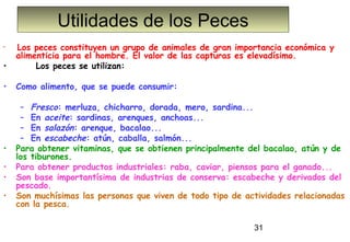 Utilidades de los Peces
•   Los peces constituyen un grupo de animales de gran importancia económica y
    alimenticia para el hombre. El valor de las capturas es elevadísimo.
•        Los peces se utilizan:
 
•   Como alimento, que se puede consumir:
 
     – Fresco: merluza, chicharro, dorada, mero, sardina...
     – En aceite: sardinas, arenques, anchoas...
     – En salazón: arenque, bacalao...
     – En escabeche: atún, caballa, salmón...
•   Para obtener vitaminas, que se obtienen principalmente del bacalao, atún y de
    los tiburones.
•   Para obtener productos industriales: raba, caviar, piensos para el ganado...
•   Son base importantísima de industrias de conserva: escabeche y derivados del
    pescado.
•   Son muchísimas las personas que viven de todo tipo de actividades relacionadas
    con la pesca.

                                                            31
 