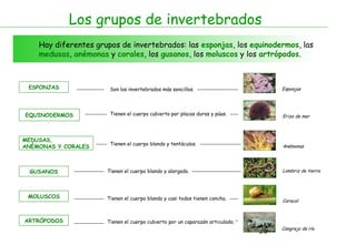 Los grupos de invertebrados
    Hay diferentes grupos de invertebrados: las esponjas, los equinodermos, las
    medusas, anémonas y corales, los gusanos, los moluscos y los artrópodos.



 ESPONJAS              Son los invertebrados más sencillos.                         Esponjas




EQUINODERMOS           Tienen el cuerpo cubierto por placas duras y púas.           Erizo de mar




MEDUSAS,
                       Tienen el cuerpo blando y tentáculos.
ANÉMONAS Y CORALES                                                                  Anémonas




 GUSANOS              Tienen el cuerpo blando y alargado.                           Lombriz de tierra




 MOLUSCOS             Tienen el cuerpo blando y casi todos tienen concha.           Caracol



ARTRÓPODOS            Tienen el cuerpo cubierto por un caparazón articulado.
                                                                                    Cangrejo de río
                                                                               33
 