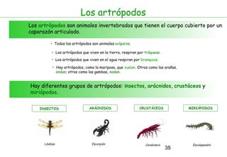 Los artrópodos
Los artrópodos son animales invertebrados que tienen el cuerpo cubierto por un
caparazón articulado.

          • Todos los artrópodos son animales ovíparos.

           • Los artrópodos que viven en la tierra, respiran por tráqueas.
           • Los artrópodos que viven en el agua respiran por branquias.

            • Hay artrópodos, como la mariposa, que vuelan. Otros como las arañas,
              andan; otros como las gambas, nadan.


Hay diferentes grupos de artrópodos: insectos, arácnidos, crustáceos y
miriápodos.


    INSECTOS                    ARÁCNIDOS                    CRUSTÁCEOS              MIRIÁPODOS




      Libélula                    Escorpión                      Carabinero           Escolopendra
                                                                              35
 