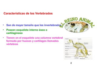 Características de los Vertebrados


• Son de mayor tamaño que los invertebrados
• Poseen esqueleto interno óseo o
  cartilaginoso
• Tienen en el esqueleto una columna vertebral
  formada por huesos y cartílagos llamados
  vértebras




                                                 4
 
