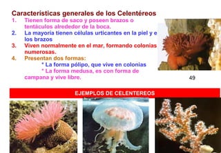 Características generales de los Celentéreos
1.   Tienen forma de saco y poseen brazos o
     tentáculos alrededor de la boca.
2.   La mayoría tienen células urticantes en la piel y en
     los brazos
3.   Viven normalmente en el mar, formando colonias
     numerosas.
4.   Presentan dos formas:
            * La forma pólipo, que vive en colonias
            * La forma medusa, es con forma de
     campana y vive libre.                                   49

                        EJEMPLOS DE CELENTEREOS




                                                        44
 