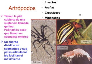 • Insectos

     Artrópodos       • Arañas
                      • Crustáceos
 Tienen la piel                          50
                      • Miriápodos
  cubierta de una
  sustancia llamada
  quitina.
  Podríamos decir
  que tienen un
  esqueleto externo
 Su cuerpo
  dividido en
  segmentos y sus
  patas articuladas
  les facilitan el
  movimiento                         45
 