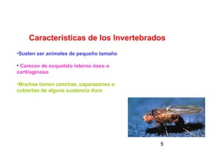 Características de los Invertebrados
•Suelen ser animales de pequeño tamaño

• Carecen de esqueleto interno óseo o
cartilaginoso

•Muchos tienen conchas, caparazones o
cubiertas de alguna sustancia dura




                                         5
 