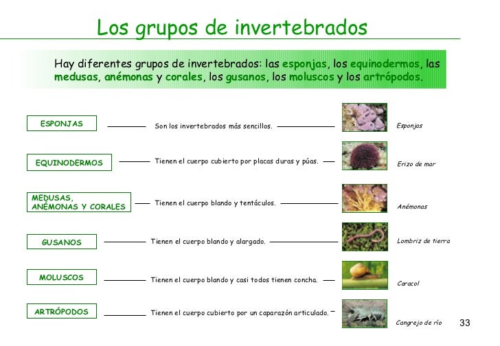 El plazo de la ejecución del análisis a los huevos la lombriz