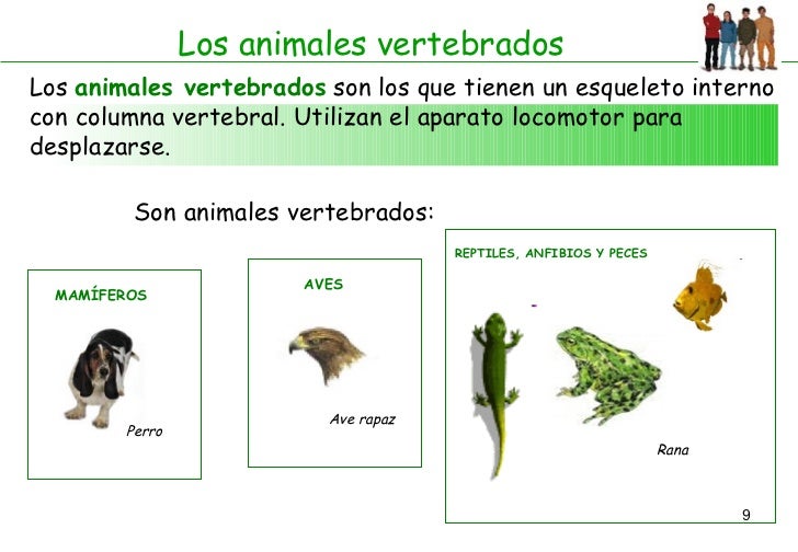 Animales Vertebrados E Invertebrados