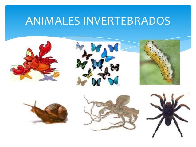 Imagenes De Animales Inbertebrados | animales vertebrados e invertebrados Imagenes De Animales Inbertebrados | animales vertebrados e invertebrados