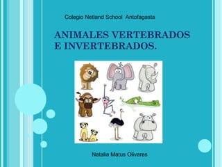ANIMALES VERTEBRADOS
E INVERTEBRADOS.
Colegio Netland School Antofagasta
Natalia Matus Olivares
 