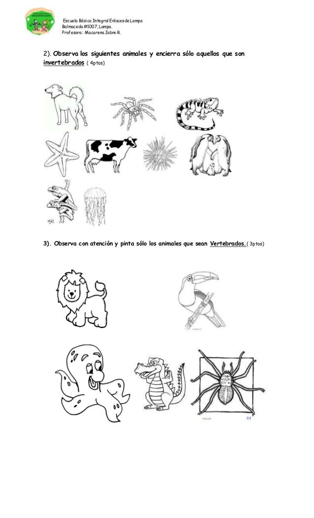 Animales vertebrados e invertebrados