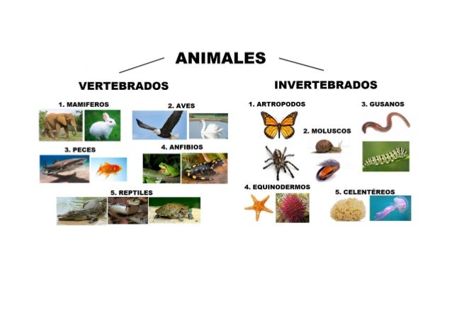 Animales vertebrados e invertebrados