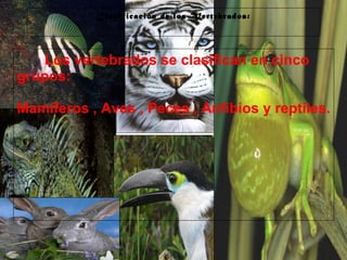 29/10/10
Clasificación de los Vertebrados:
Los vertebrados se clasifican en cinco
grupos:
Mamíferos , Aves , Peces , Anfibios y reptiles.
 