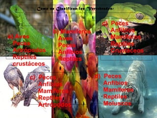 29/10/10
Como se Clasifican los Vertebrados:
a) Aves
Peces
Artrópodos
Reptiles
crustáceos
b) Mamíferos
Aves
Peces
Anfibios
Reptiles
c) Peces
Anfibios
Mamíferos
Reptiles
Crustáceos
c) Peces
Anfibios
Mamíferos
Reptiles
Artrópodos
d) Peces
Anfibios
Mamíferos
Reptiles
Moluscos
 