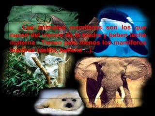 29/10/10
Los Mamiferos
Los animales mamíferos son los que
nacen del vientre de la madre y beben leche
materna . Tienen pelo menos los mamíferos
marinos (delfín, ballena ...).
 