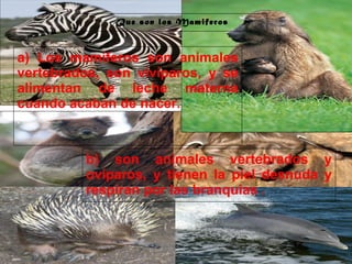 29/10/10
Que son los Mamiferos
a) Los mamíferos son animales
vertebrados, son vivíparos, y se
alimentan de leche materna
cuando acaban de nacer.
.
b) son animales vertebrados y
ovíparos, y tienen la piel desnuda y
respiran por las branquias .
 