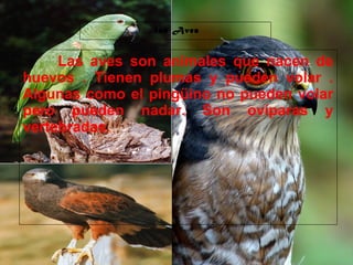 29/10/10
las Aves
Las aves son animales que nacen de
huevos . Tienen plumas y pueden volar .
Algunas como el pingüino no pueden volar
pero pueden nadar. Son ovíparas y
vertebradas.
 