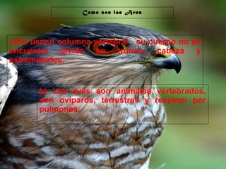 29/10/10
Como son las Aves
a)No tienen columna vertebral , su cuerpo no se
encuentra divido en tronco, cabeza y
extremidades.
b) Las aves son animales vertebrados,
son ovíparos, terrestres y respiran por
pulmones.
 