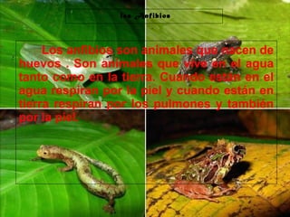 29/10/10
los Anfibios
Los anfibios son animales que nacen de
huevos . Son animales que vive en el agua
tanto como en la tierra. Cuando están en el
agua respiran por la piel y cuando están en
tierra respiran por los pulmones y también
por la piel.
 